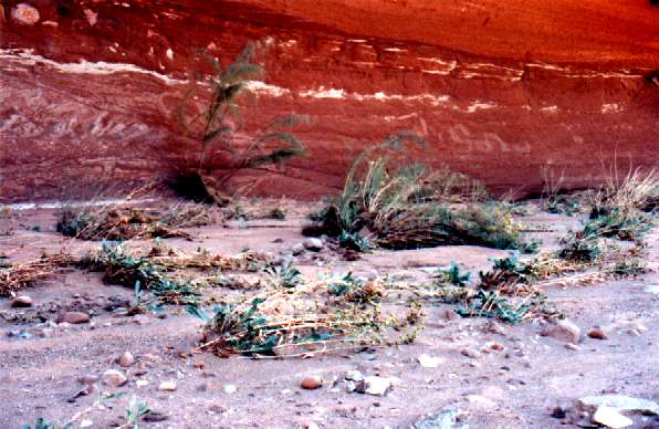 Vegetation scoured flat by flash floods