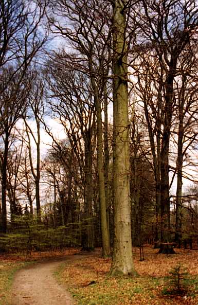 Forest near Volksdorf