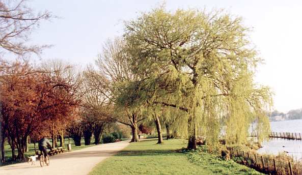 Auenalster