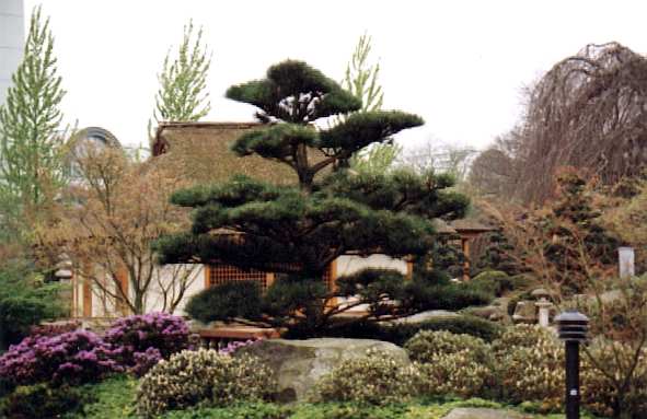 Japanese garden 2