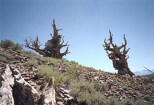 Bristlecone pines #1