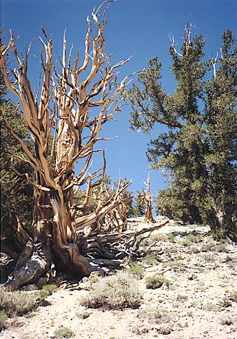 Bristlecone pines #2