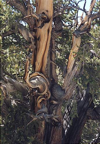 Bristlecone pines #3