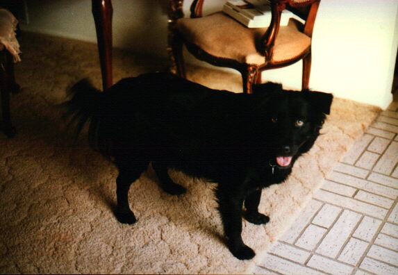 Sweet, a flat coated retriever