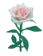 Single Rose