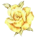 Yellow Rose