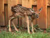 deer3.jpg (54503 bytes)