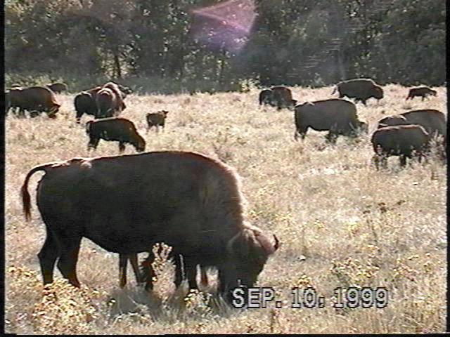 Custer State Park buffalo herd