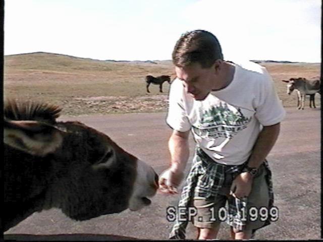 Greg feeding a mule