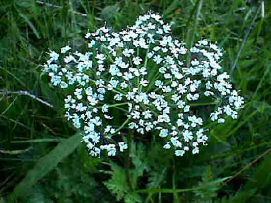 Achillea