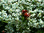 Achillea and Golden-Knop