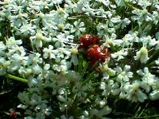 Achillea