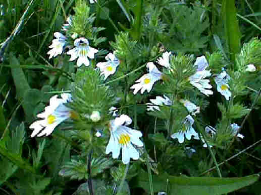 Achillea