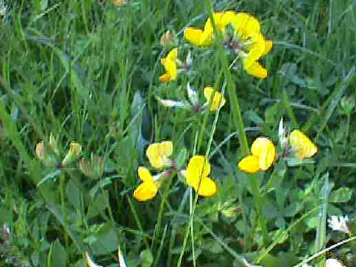 Achillea