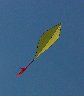 flying fish kite