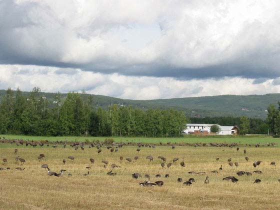 Creamers_Field_cranes