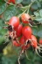 rosehips