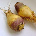 rutabaga