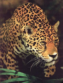 The jaguar, a new world cat, faces extinction