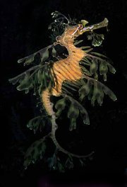 leafyseahorse