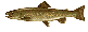 Bull Trout