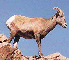 Big Horn Sheep