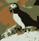 Puffin