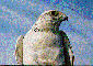 Gyrfalcon