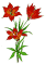 Western Red Lily