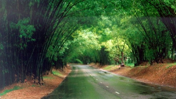 Bamboo Lane