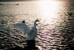 Swans on the lake