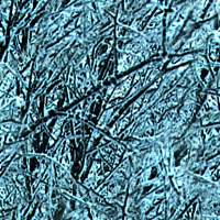 frosttwigs-c.jpg (15863 bytes)