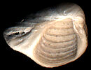 shellwing3-sc.jpg (4624 bytes)