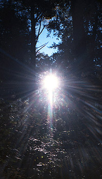 Forest Angel