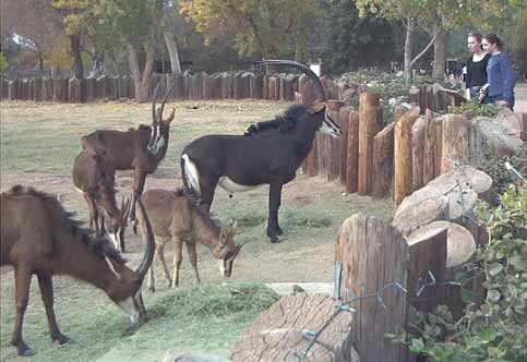 Some sort of Gazelle and of course there is Lydia and Abigail