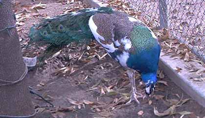 piebald peacock