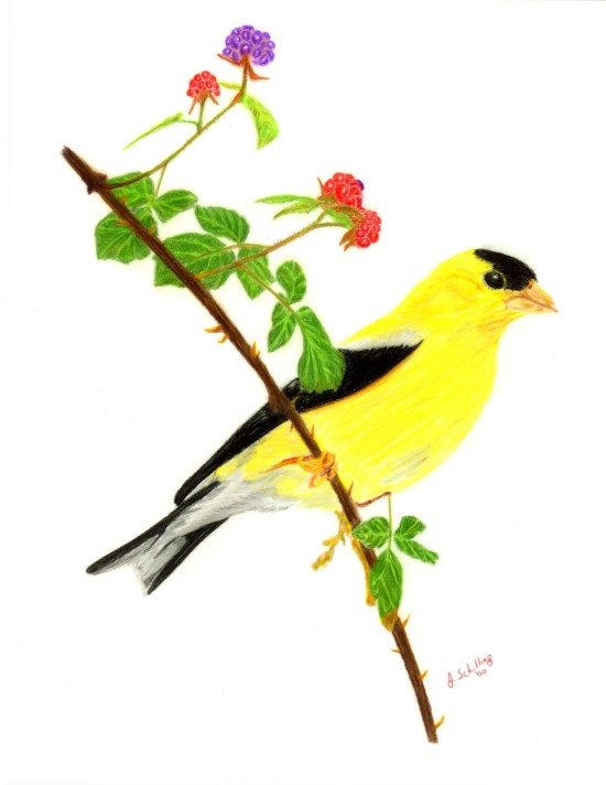 Goldfinch on a Blackberry Bush