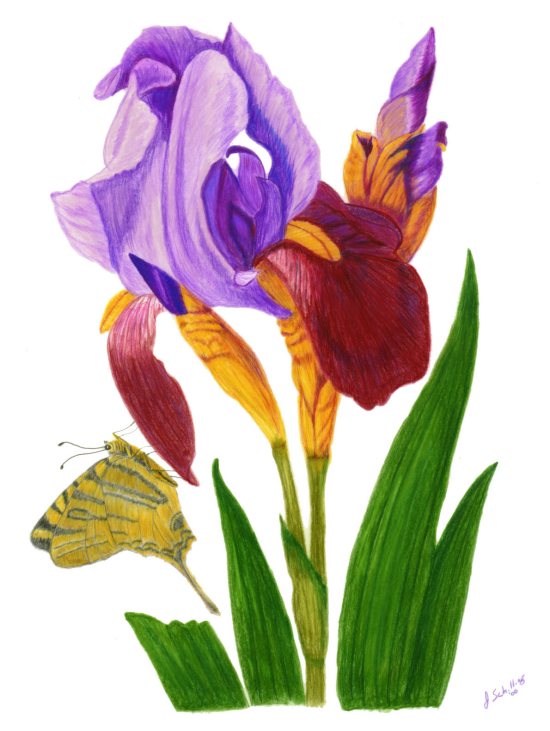 Iris