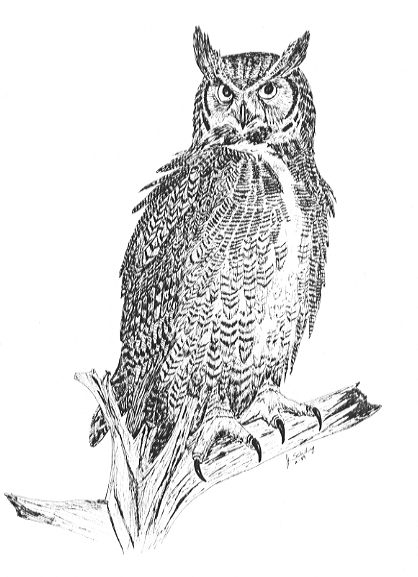 Owl