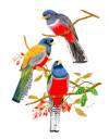 Purple-breasted Trogon