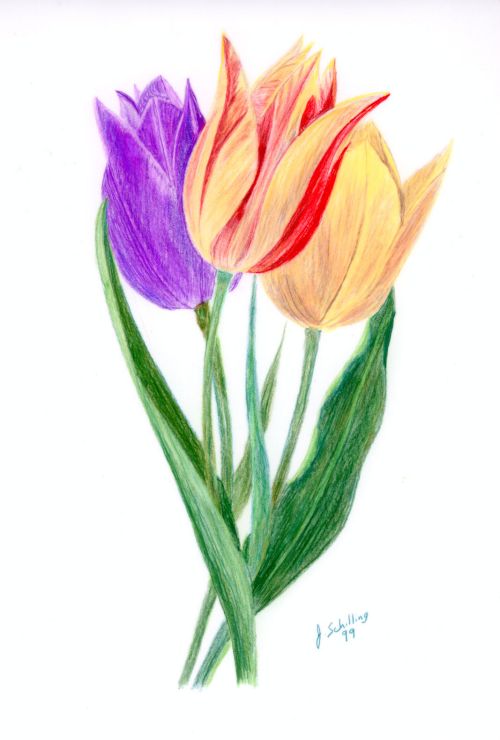 Tulips