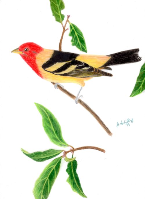 Western Tanager