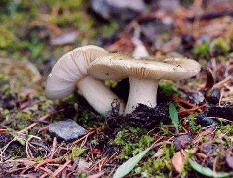 mushroom