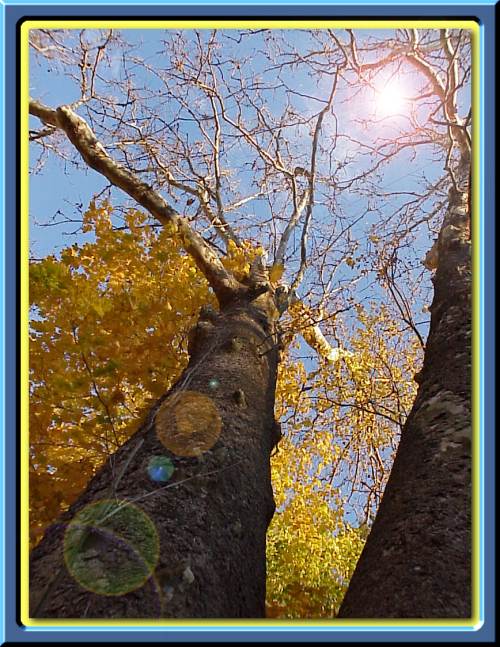 Trees in Fall