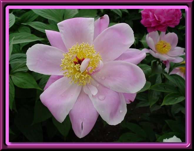 Peonies in Spring