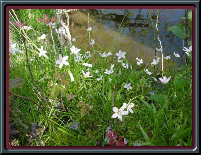 Wildflowers in Spring