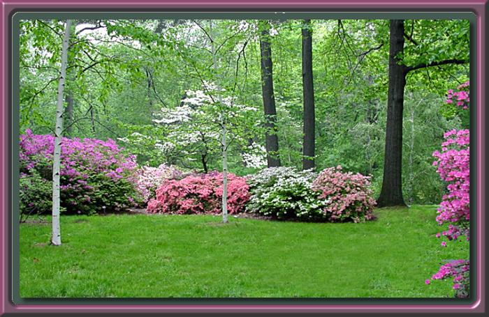 Azaleas in Spring