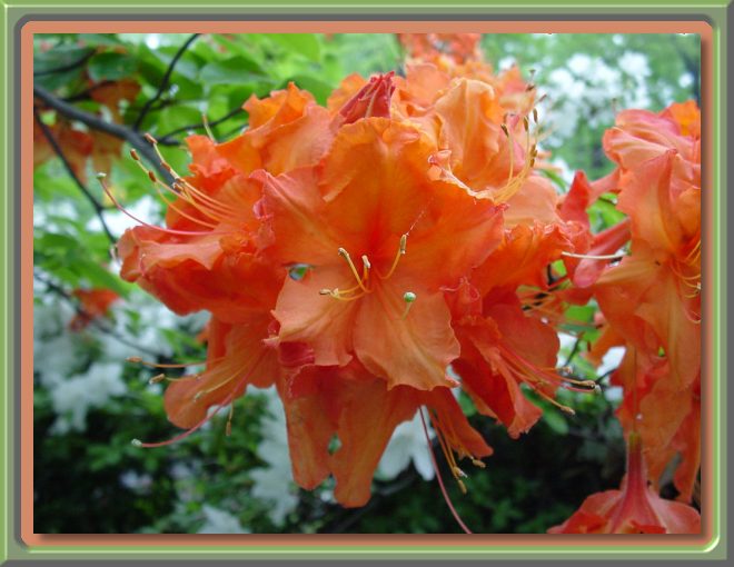 Azalea in Spring