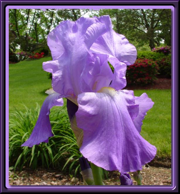 Iris in Spring