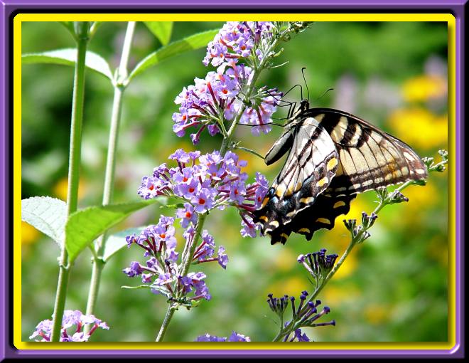 Swallowtail on the Butterfly Bush